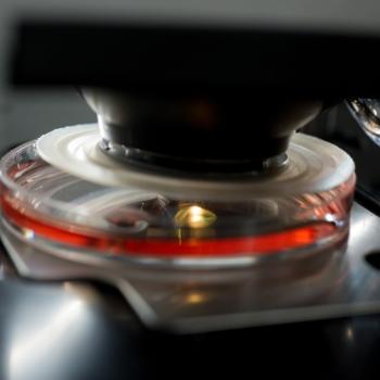 An AFM, holding a microscale cantilever, is positioned just above a petri dish filled with ovarian cancer cells.